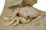 Fossil Crab (Potamon) Preserved in Travertine - Turkey #301762-3